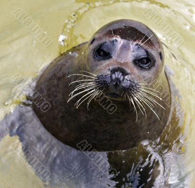 Grey Seal