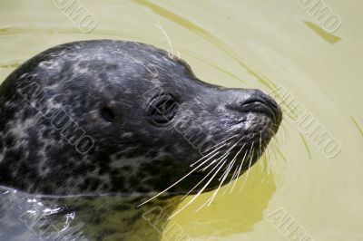 Grey Seal