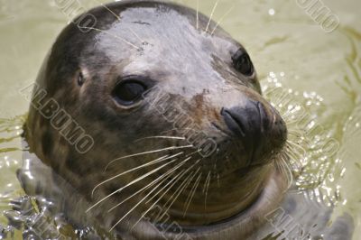 Grey Seal
