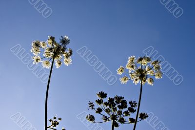 Cow Parsley