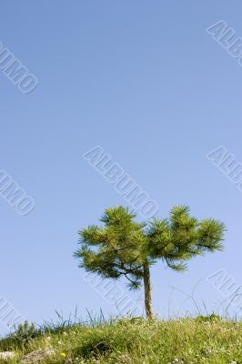 Fresh pine