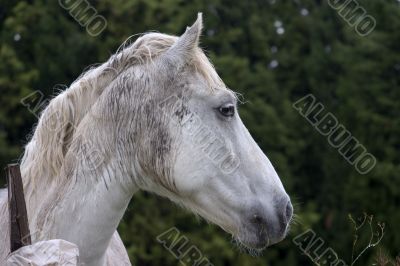 Wet horse profile