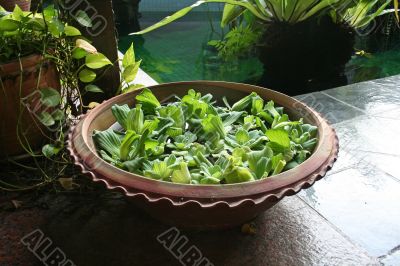 Balinese decor plants