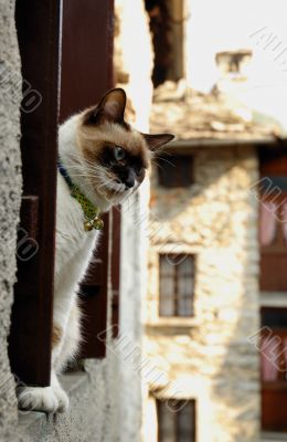 Cat