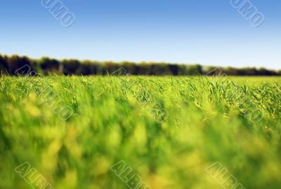 Grass and sky #1