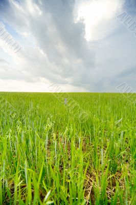 Earth & sky: grass #3