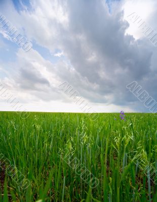 Earth & sky: grass #4