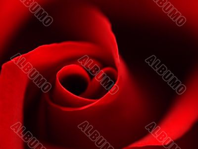 Red rose with heart symbol in center. close-up #2