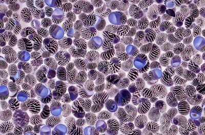 Seashells as a texture