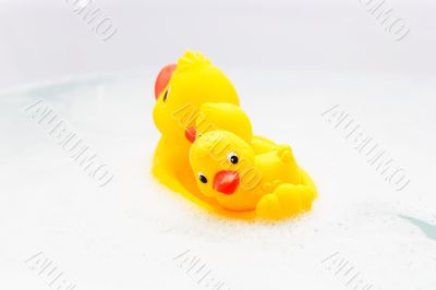 Three rubber ducks in foam water. Rear view