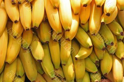 Bunches of Bananas
