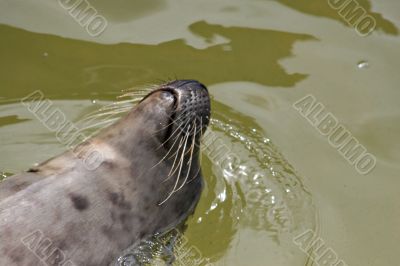 A grey seal