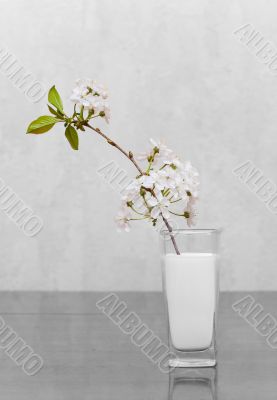 Cherry flowers standing in milk