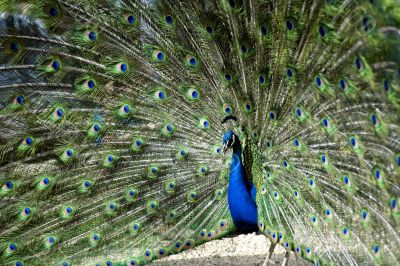 Peacock being proud