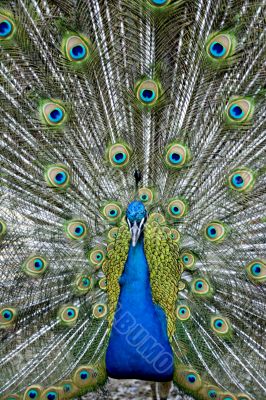 Peacock