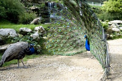 Peacock against