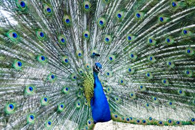 Peacock being agresive