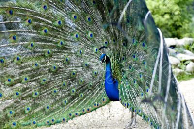 Peacock attacking