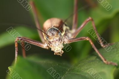grasshopper facing camera