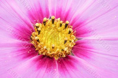 inside a cosmos