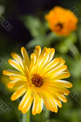Beautiful pair of daisys
