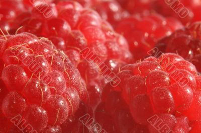 The red raspberry.