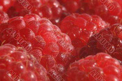 The red raspberry.