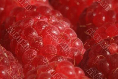 The red raspberry.