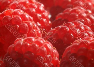 The red raspberry.