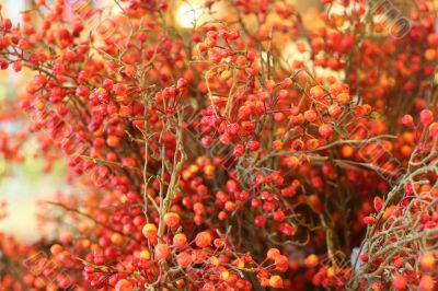 Berries