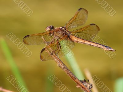 Dragonfly