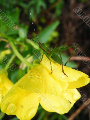 Grasshopper and Primrose