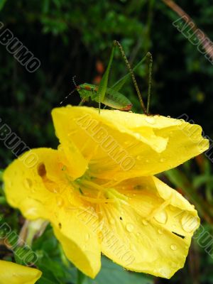 grasshopper and primrose