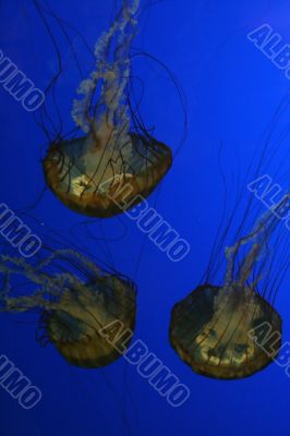 Jellyfish, swimming upside down in tank