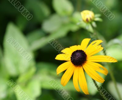 Brown Eyed Susan