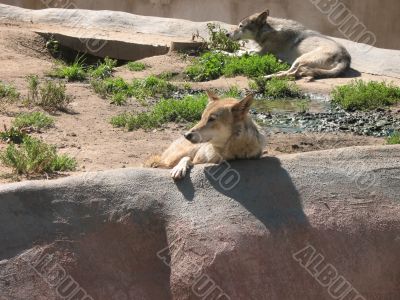 Two wolfes in the zoo