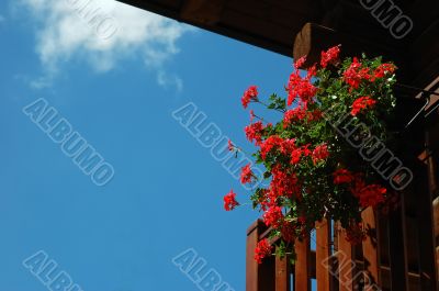 red flower balcony