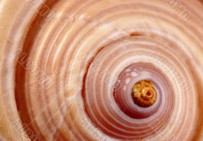 shell