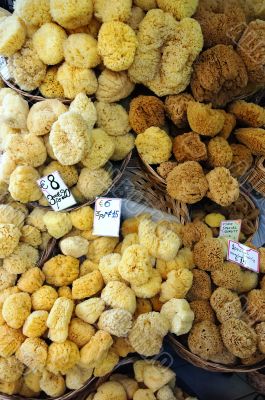 Sponges