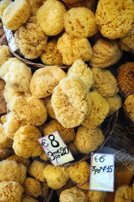 Sponges