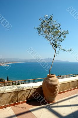 Sea view plant
