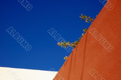 Wall flowers