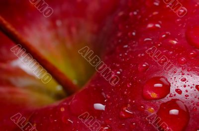 red apple