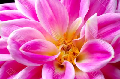 FLOWER DAHLIA