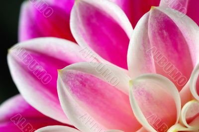 FLOWER DAHLIA