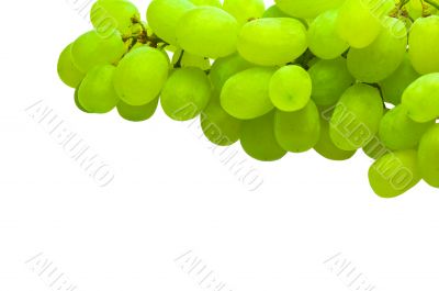 ripe green grape isolated on white