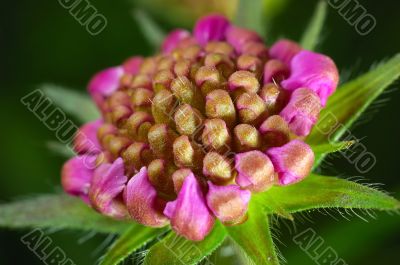 Clover flower