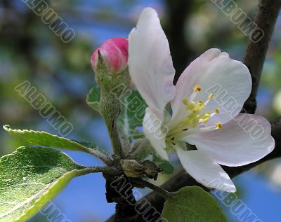 Apple-tree white flower
