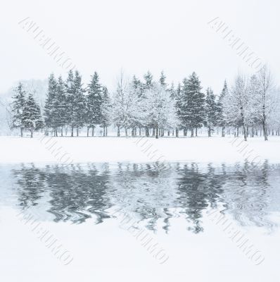 winter forest