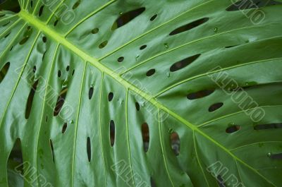 leaf of tropical plant